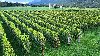 Organski vinograd u najlepšem delu Crne Gore ponuda Kuća, vikendica, zgrada, objekat