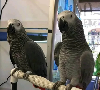African grey parrots potreba Kućni ljubimci