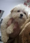 Maltipoo štenci potreba Kućni ljubimci