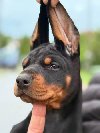 Doberman štenci, crni i braon potreba Kućni ljubimci