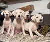 Dogo Argentino ponuda Kućni ljubimci