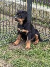 Na prodaju štenad Rottweilera vrhunskog porekla potreba Kućni ljubimci