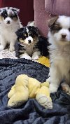 Australijski ovčar potreba Kućni ljubimci