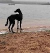 Saluki štenci, jedinstvena prilika ponuda Kućni ljubimci