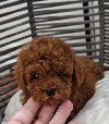 Registrovana odgajivacnica Hopy queen poodle ponuda Kućni ljubimci