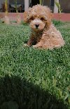 Maltipoo štenci potreba Kućni ljubimci