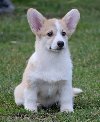 Velški Korgi Welsh Corgi Pembroke potreba Kućni ljubimci