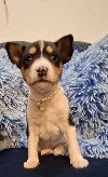 BASENJI štenci ponuda Kućni ljubimci