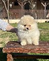 Slatki BOO Pomeranci ponuda Kućni ljubimci