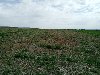 BANJA VRDNIK, Fruška gora, plac 4991 m2 ponuda Plac i zemljište