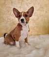 Basenji štenci ponuda Kućni ljubimci
