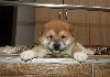 Shiba Inu, TOP štenci potreba Kućni ljubimci
