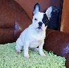 Francuski Buldog prelepo štene ponuda Kućni ljubimci