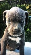 Amstaff Welpen potreba Građevinske usluge