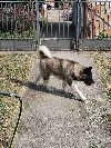 Americka akita, mužjak slobodan za parenje ponuda Kućni ljubimci