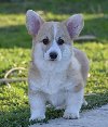 Velški Welski Korgi Corgi Pembrok potreba Kućni ljubimci