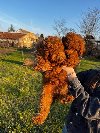 Mini pudle crvene boje ponuda Kućni ljubimci