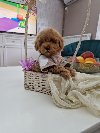 Toy pudle maleni mečići spremni za preuzimanje ponuda Kućni ljubimci