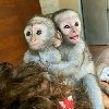 Prijateljski bebe kapucinskih majmuna sada su spre ponuda Kućni ljubimci