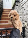 Maltipoo vrhunske genetike potreba Kućni ljubimci