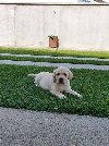 LABRADOR stenci potreba Kućni ljubimci