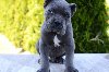 Cane Corso, ženka i mužjak ponuda Kućni ljubimci