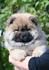 Chow Chow Cau Cau Čau Čau ponuda Kućni ljubimci