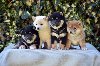 Shiba Inu / Šiba inu, štenci potreba Kućni ljubimci