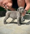 Cane Corso štenci ponuda Kućni ljubimci