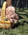 Maltipoo potreba Kućni ljubimci