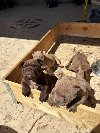 American bully exzotik-mikro štenci potreba Kućni ljubimci