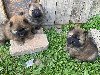 Chow Chow štenci ponuda Kućni ljubimci