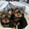Yorkie puppies for adoption potreba Kućni ljubimci