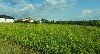 Plac  58,70 ari  Sremčica  Beograd ponuda Plac i zemljište