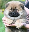 Chow Chow Čau Čau štenci na prodaju potreba Kućni ljubimci