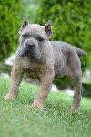 Cane Corso, štenci vrhunskog kvaliteta ponuda Kućni ljubimci
