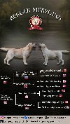 Stenci LABRADOR retrivera ponuda Kućni ljubimci