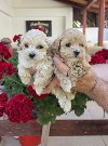 Savrseni maltipoo bebani spremni su za preuzimanje ponuda Kućni ljubimci