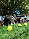 Patuljasti snaucer biber so stenad potreba Kućni ljubimci