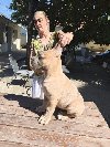 Cane Corso Kane Korso prelepi formentino štenci potreba Kućni ljubimci