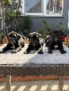 Crni Cane Corso štenci - rezervacije u toku potreba Kućni ljubimci