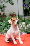 Jack Russell Terrijer/Džek Rasel terijer potreba Kućni ljubimci