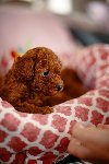 Francuske Toy i patuljaste pudle, prelepe bebe ponuda Kućni ljubimci