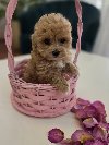 Preslatki maleni MALTIPOO stenci potreba Kućni ljubimci