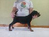 Vrhunski Doberman štenci 6 nedelja stari potreba Kućni ljubimci