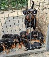 Prelepa štenad Rotvajlera, 2 meseca starosti. ponuda Kućni ljubimci