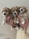 Mini maltipoo potreba Kućni ljubimci