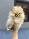 Cistokrvni pomeranci vrhunske genetike potreba Kućni ljubimci