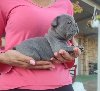 Francuski buldog štenci egzoticnih boja potreba Kućni ljubimci