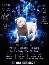 American bully štenci – vrhunski kvalitet potreba Kućni ljubimci